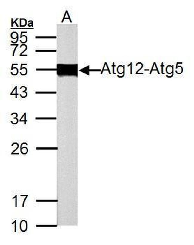 ATG12 Antibody in Western Blot (WB)