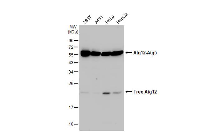 ATG12 Antibody in Western Blot (WB)