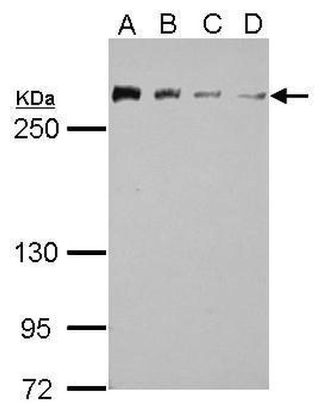 CHD4 Antibody in Western Blot (WB)