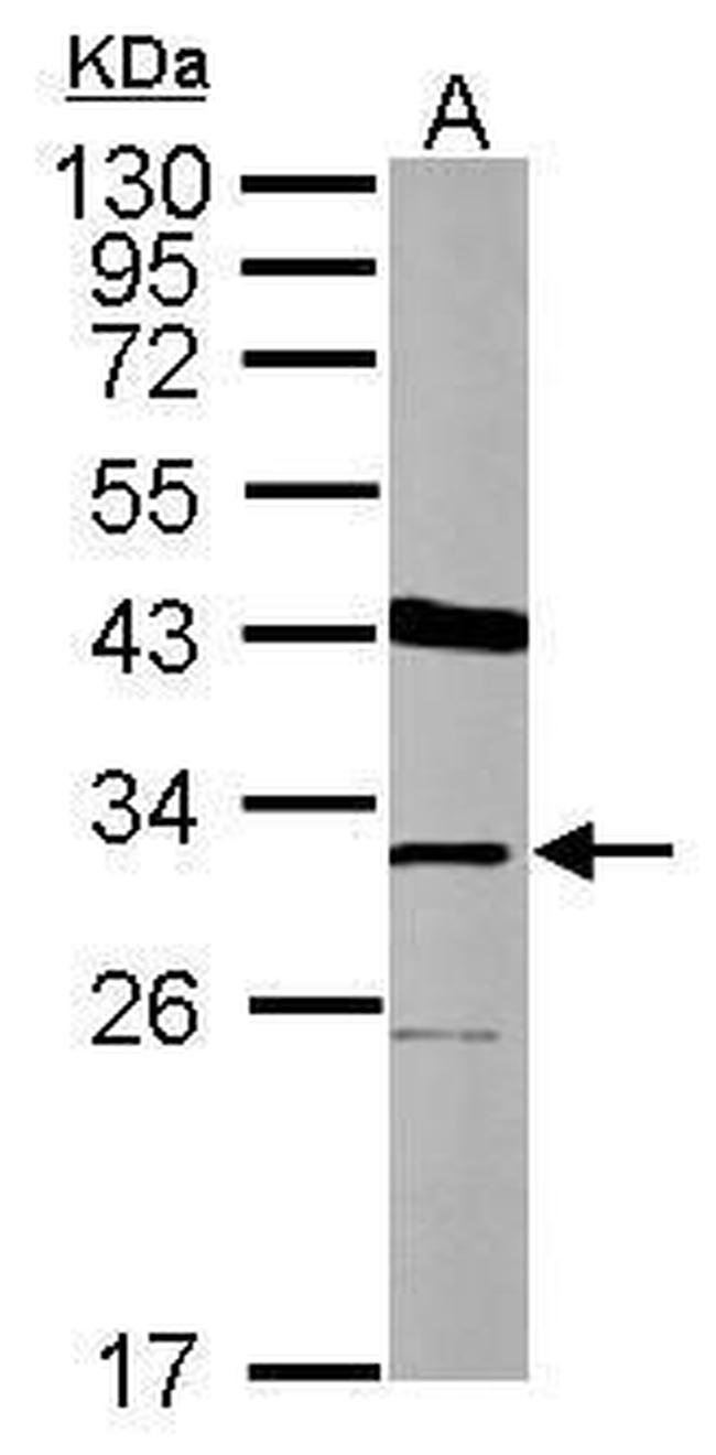 THAP11 Antibody in Western Blot (WB)