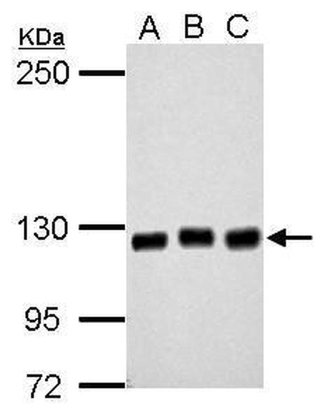 GEF-H1 Polyclonal Antibody (PA5-32213)