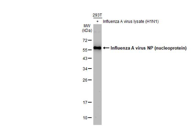 Influenza A NP Antibody in Western Blot (WB)