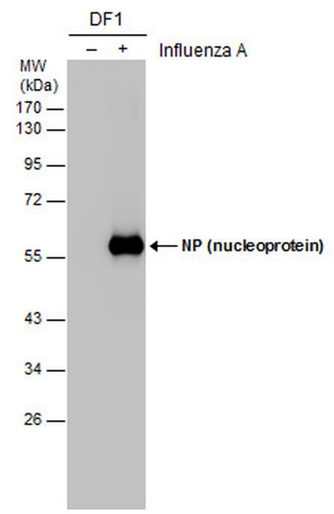 Influenza A NP Antibody in Western Blot (WB)