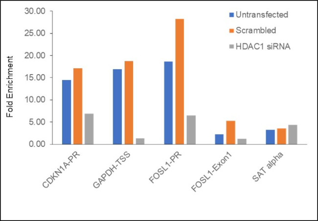 HDAC1 Antibody