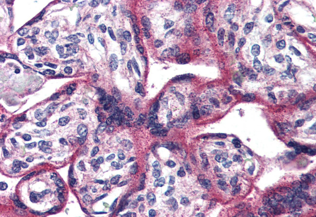 PACAP Receptor Antibody in Immunohistochemistry (Paraffin) (IHC (P))