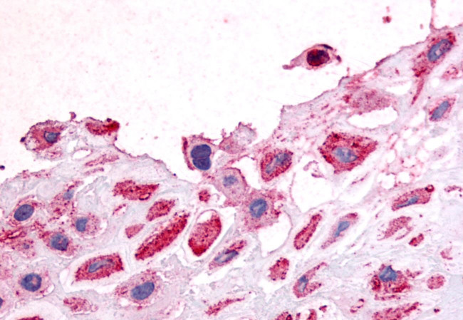 MCK10 Antibody in Immunohistochemistry (Paraffin) (IHC (P))