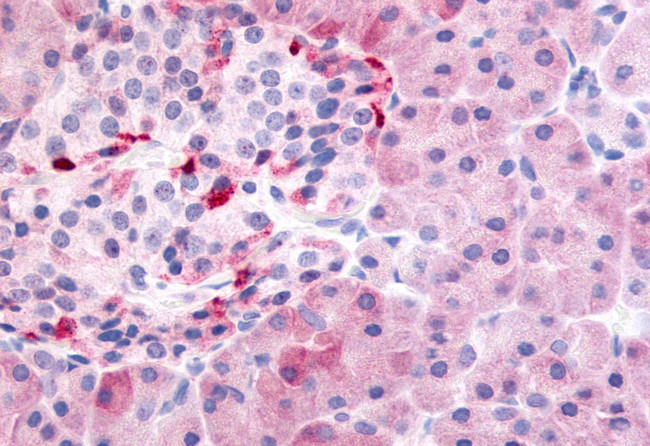 PDE7B Antibody in Immunohistochemistry (Paraffin) (IHC (P))