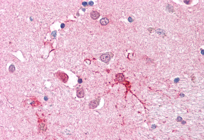 SLC1A4 Antibody in Immunohistochemistry (Paraffin) (IHC (P))