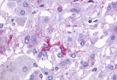 beta-3 Adrenergic Receptor Antibody in Immunohistochemistry (Paraffin) (IHC (P))