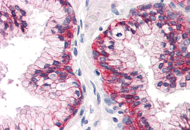 CD298 Antibody in Immunohistochemistry (Paraffin) (IHC (P))