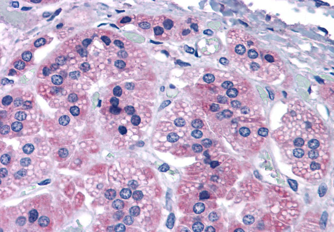 mGluR7 Antibody in Immunohistochemistry (Paraffin) (IHC (P))