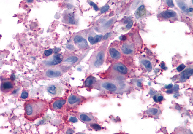 mGluR7 Antibody in Immunohistochemistry (Paraffin) (IHC (P))