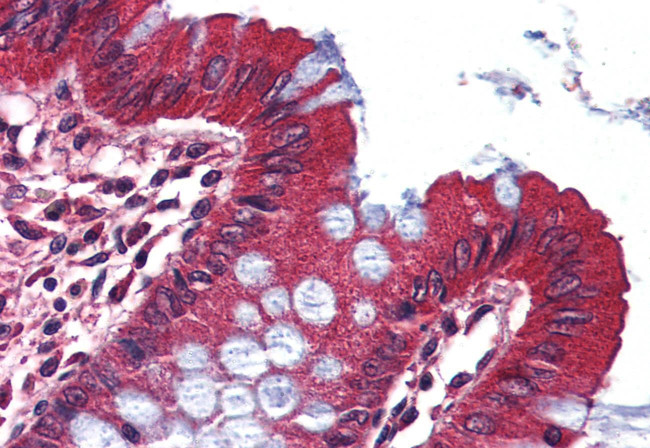 KV1.3 (KCNA3) Antibody in Immunohistochemistry (Paraffin) (IHC (P))