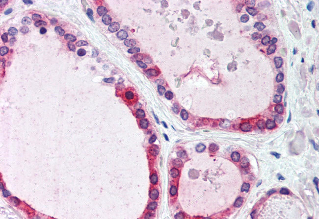 WNT4 Antibody in Immunohistochemistry (Paraffin) (IHC (P))