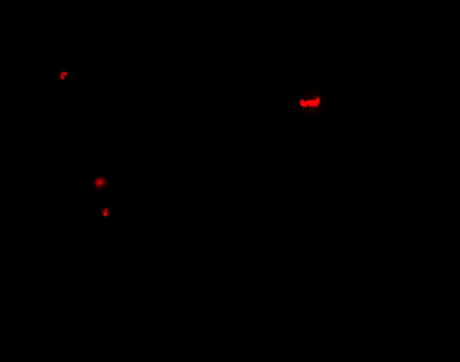 Pannexin 1 Antibody in Immunohistochemistry (IHC)