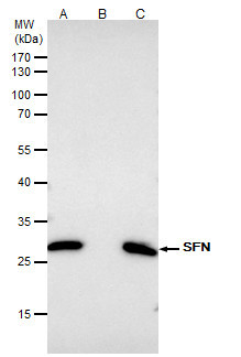 14-3-3 sigma Antibody in Immunoprecipitation (IP)