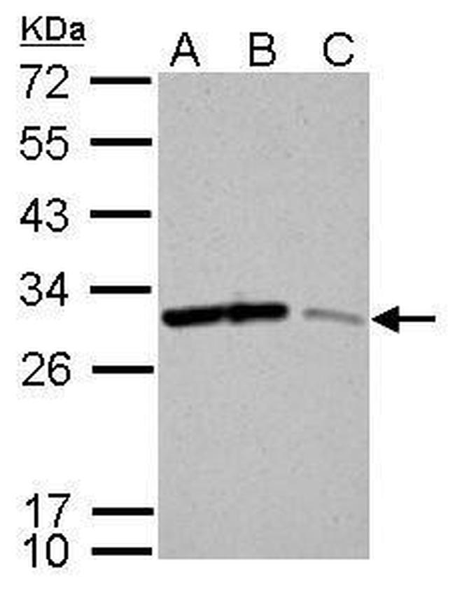 14-3-3 sigma Antibody in Western Blot (WB)