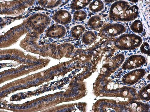 Angiopoietin 4 Antibody in Immunohistochemistry (Paraffin) (IHC (P))