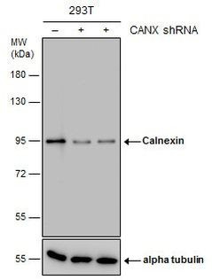 Calnexin Antibody