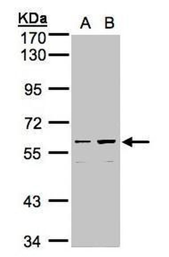 C18orf14 Antibody in Western Blot (WB)