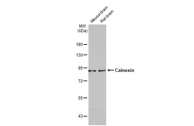 Calnexin Antibody in Western Blot (WB)