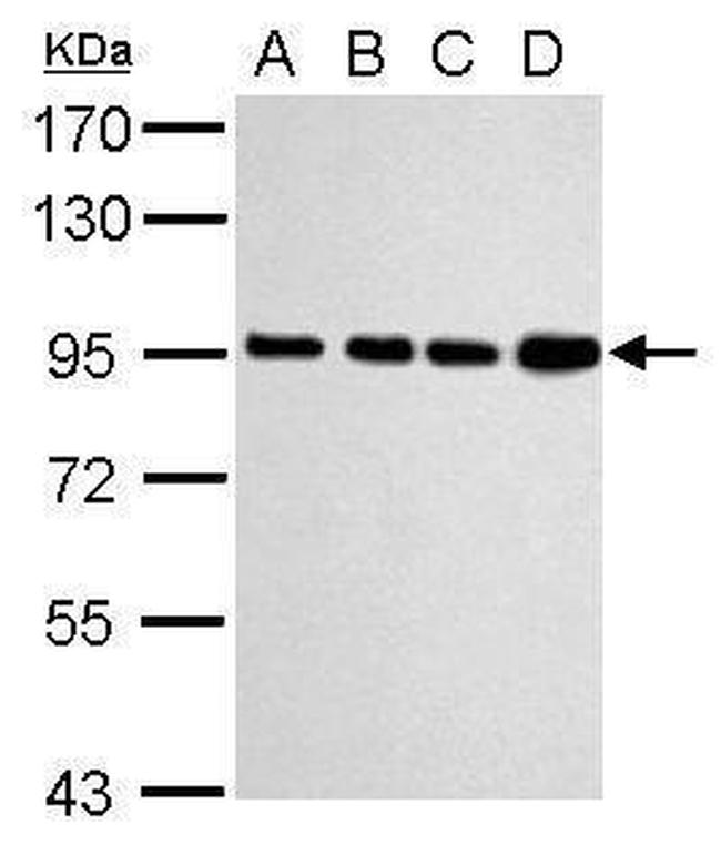 Calnexin Antibody in Western Blot (WB)