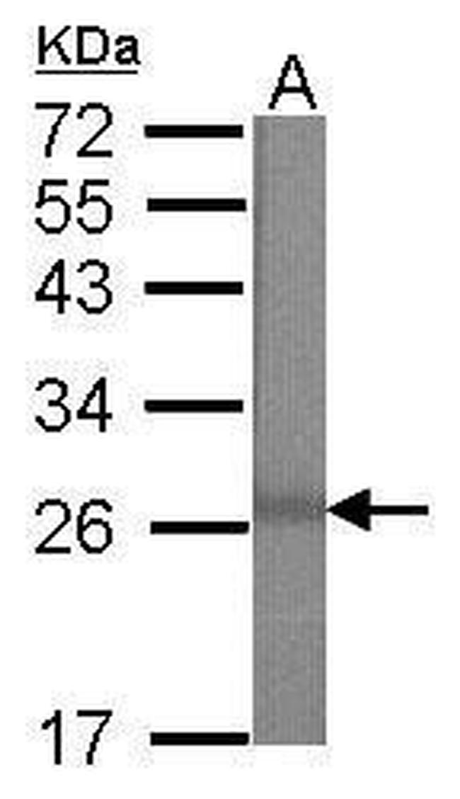 MBD3 Antibody in Western Blot (WB)