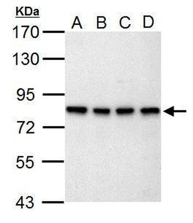SLU7 Antibody in Western Blot (WB)