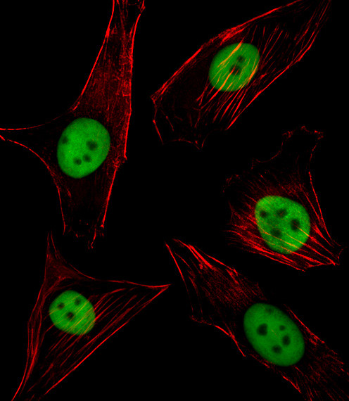 PU.1 Antibody in Immunocytochemistry (ICC/IF)