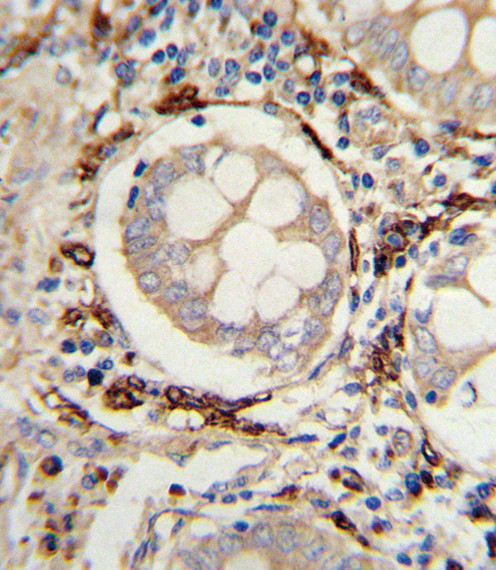 AOC3 Antibody in Immunohistochemistry (Paraffin) (IHC (P))