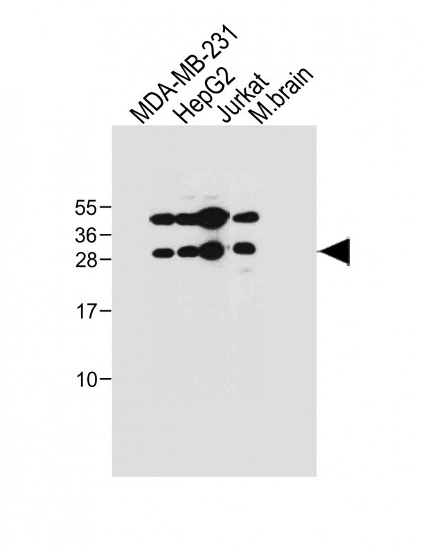 EMX1 Antibody in Western Blot (WB)