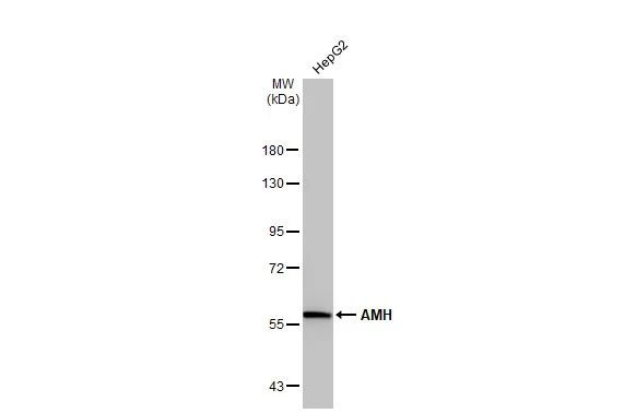 AMH Antibody in Western Blot (WB)