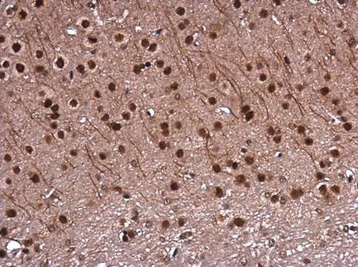 DNTTIP1 Antibody in Immunohistochemistry (Paraffin) (IHC (P))