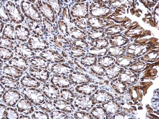 DNTTIP1 Antibody in Immunohistochemistry (Paraffin) (IHC (P))