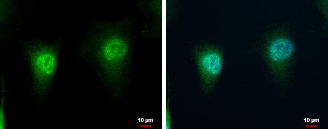 LZIC Antibody in Immunocytochemistry (ICC/IF)