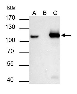MCM6 Antibody in Immunoprecipitation (IP)