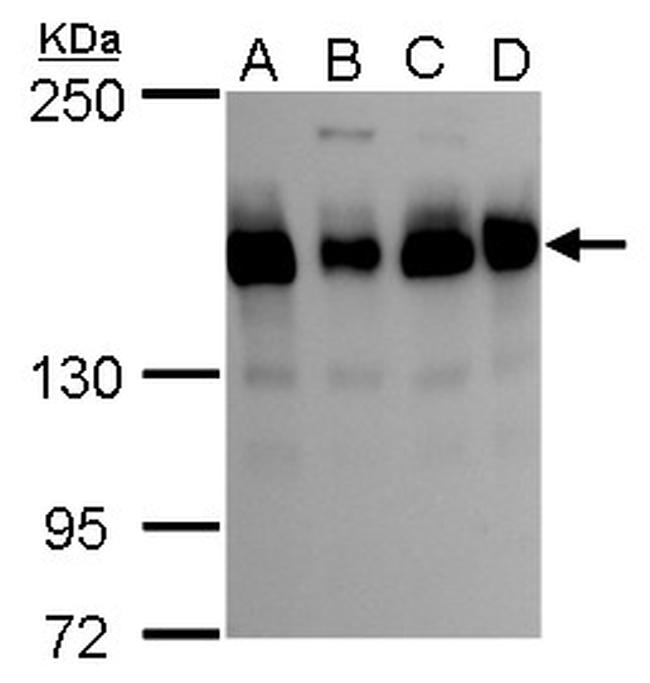 TMF1 Antibody in Western Blot (WB)