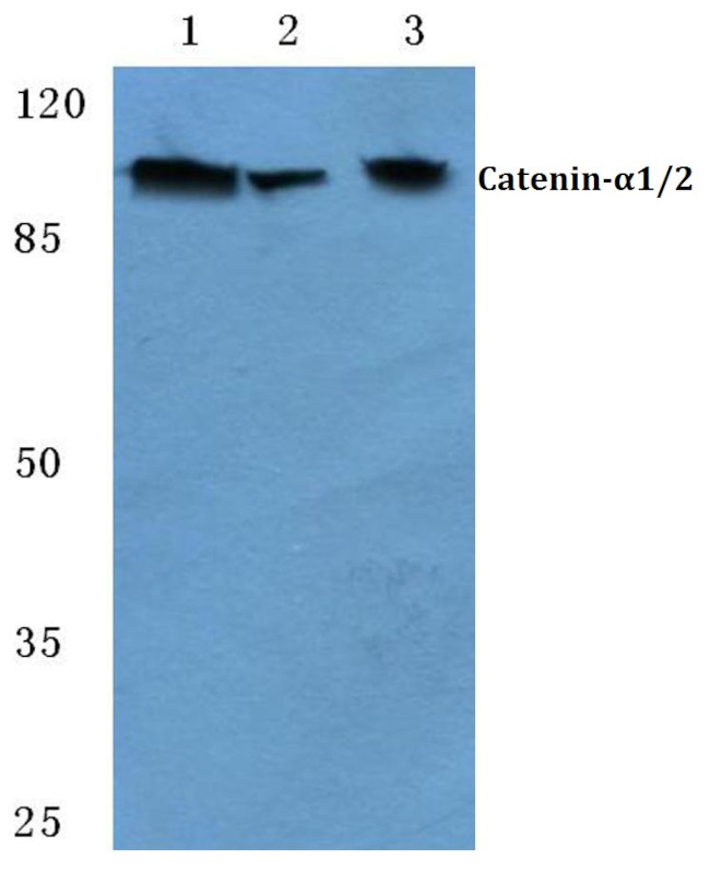 alpha Catenin Antibody in Western Blot (WB)