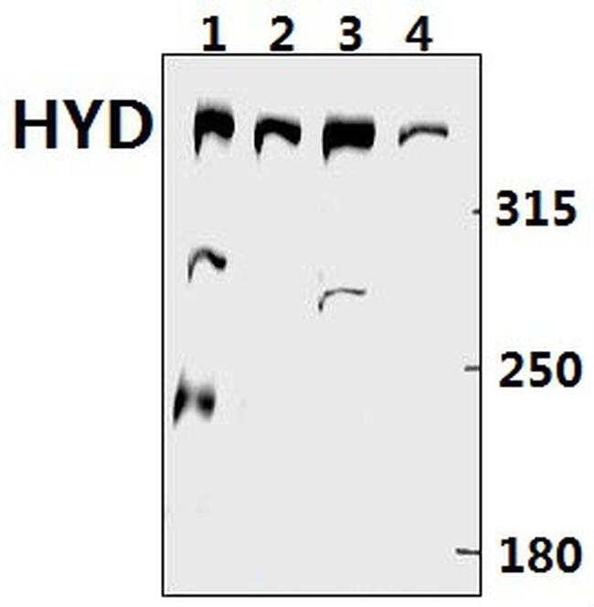 HYD Antibody in Western Blot (WB)