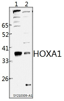 HOXA1 Antibody in Western Blot (WB)