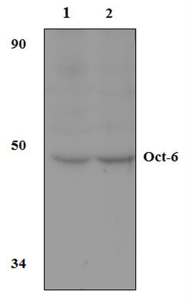 OCT6 Antibody in Western Blot (WB)