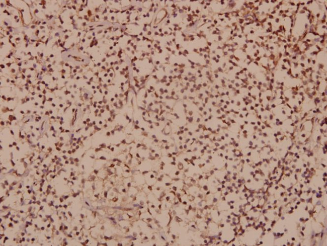 SOX8/SOX9/SOX17/SOX18 Antibody in Immunohistochemistry (Paraffin) (IHC (P))