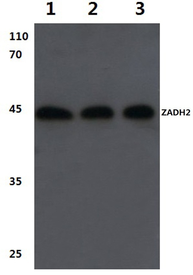 ZADH2 Antibody in Western Blot (WB)