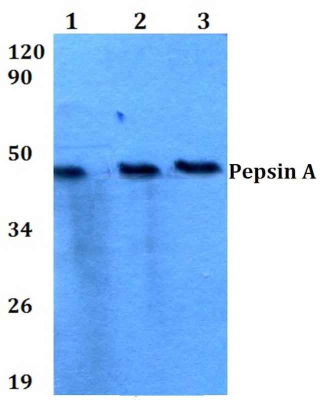 Pepsin A Antibody in Western Blot (WB)