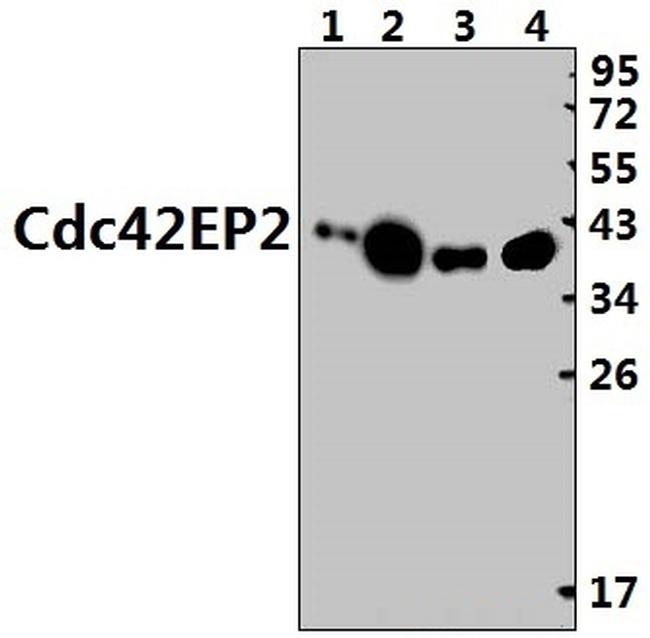 Cdc42EP2 Antibody in Western Blot (WB)