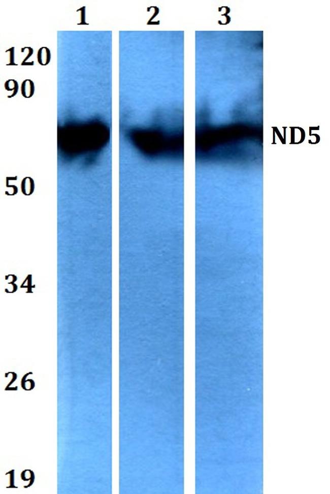 MT-ND5 Antibody in Western Blot (WB)