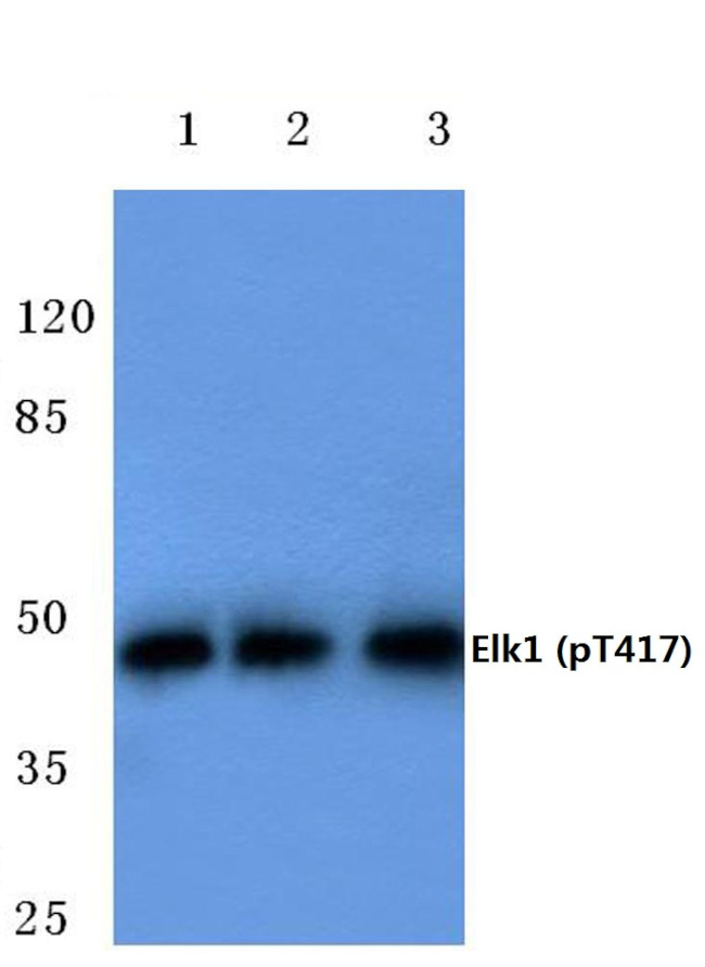 Phospho-ELK1 (Thr417) Antibody in Western Blot (WB)