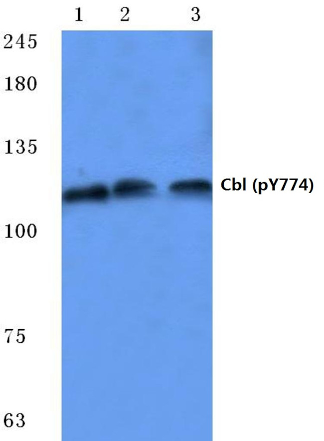 Phospho-c-Cbl (Tyr774) Antibody in Western Blot (WB)