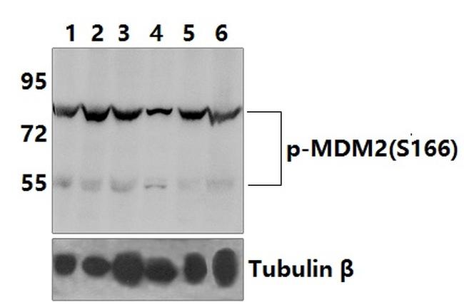 Phospho-MDM2 (Ser166) Antibody in Western Blot (WB)