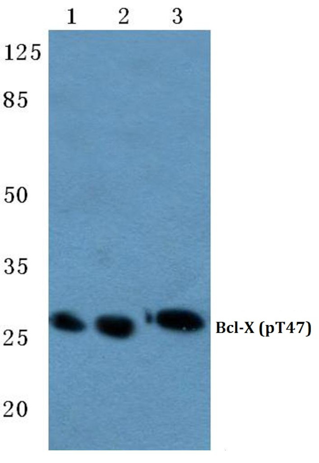 Phospho-Bcl-X (Thr47) Antibody in Western Blot (WB)